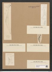 Cystopleura gibberula var. protracta Grun. (de-Toni-Nr.: Genus 103, Species 3129) Zeichnungen Sammlung Grunow Nr. 6422 (NHMW-BOT-W0375102)